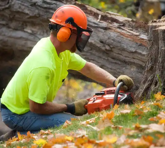 tree services Fords